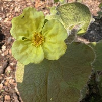 Saruma henryi
